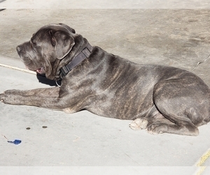 Father of the Cane Corso puppies born on 12/22/2019