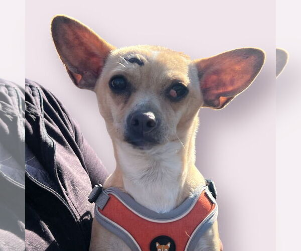 Medium Photo #1 Chihuahua-Unknown Mix Puppy For Sale in Rockville, MD, USA