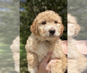 Pyredoodle Puppy for sale in KNOXVILLE, TN, USA
