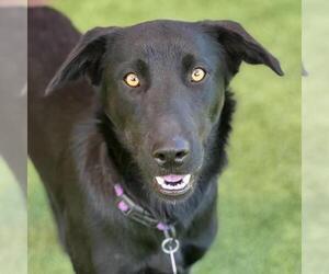 Starla - Female Labrador Retriever-Unknown Mix Dog for Adoption - Photo #2