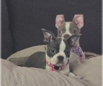 Puppy PENDING Boston Terrier