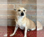Small Photo #2 Chihuahua-Unknown Mix Puppy For Sale in Cranston, RI, USA