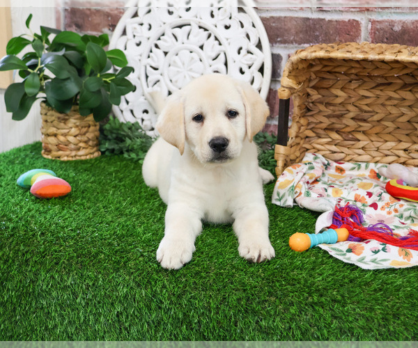 Medium Photo #3 Labrador Retriever Puppy For Sale in SYRACUSE, IN, USA