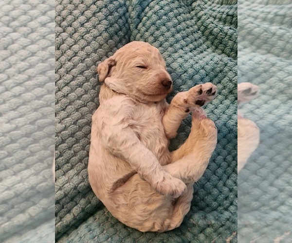 Medium Photo #1 Poodle (Standard) Puppy For Sale in CLAYTON, WA, USA