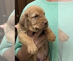 Red LM 6 - Male Bloodhound Puppy for Sale - Photo #7