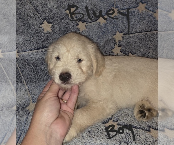 Medium Photo #17 Chizer Puppy For Sale in MONTEZUMA, GA, USA