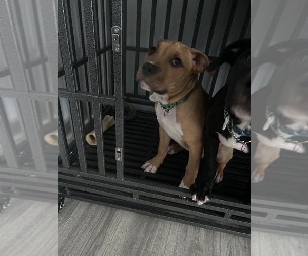 Medium Photo #1 American Pit Bull Terrier Puppy For Sale in WOONSOCKET, RI, USA