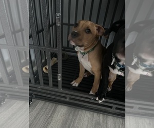 Medium American Pit Bull Terrier