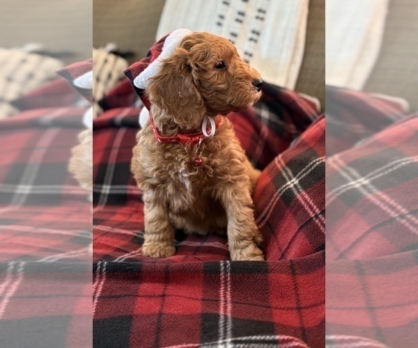 Medium Photo #6 Goldendoodle (Miniature) Puppy For Sale in SAINT MARYS, KS, USA