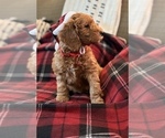 Small #5 Goldendoodle (Miniature)