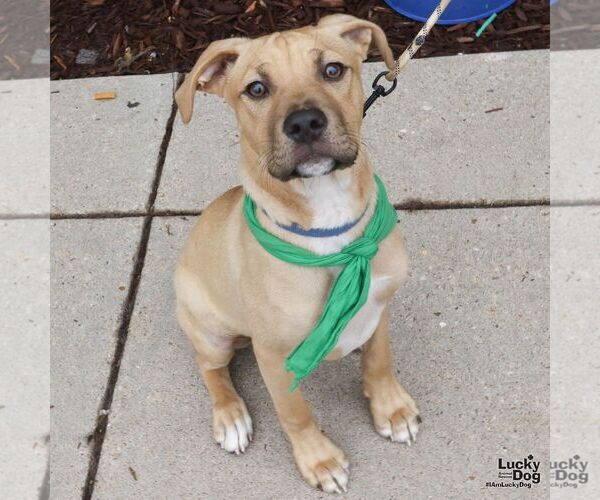 Medium Photo #5 Mutt Puppy For Sale in Washington, DC, USA
