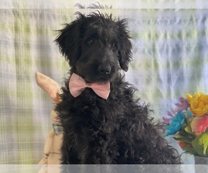Goldendoodle Puppy for sale in LANCASTER, PA, USA