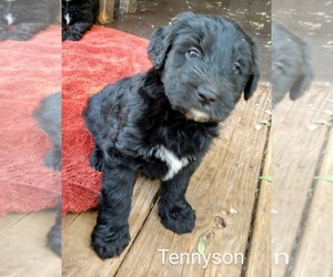 Medium Aussiedoodle