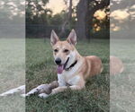 Small #5 Siberian Husky Mix