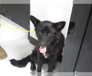 German Shepherd Dog-Huskies  Mix Dogs for adoption in Temple, TX, USA