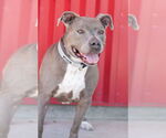 Small American Pit Bull Terrier