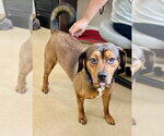 Small Treeing Walker Coonhound Mix