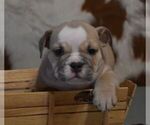 Small #4 English Bulldog