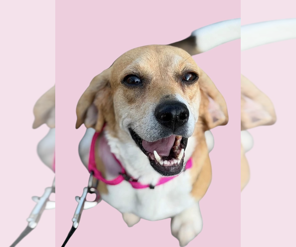Medium Photo #1 Beagle-Unknown Mix Puppy For Sale in Rockville, MD, USA
