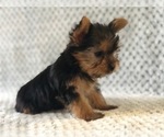 Small Photo #2 Australian Yorkshire Terrier Puppy For Sale in CLAY, PA, USA