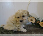 Small #4 Maltipoo