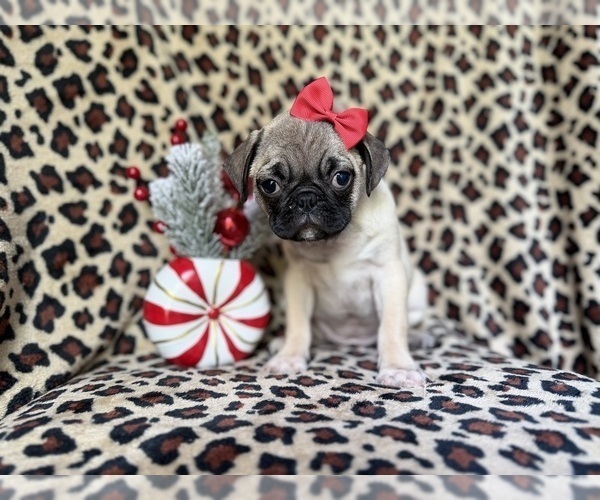 Medium Photo #2 Pug Puppy For Sale in LAKELAND, FL, USA