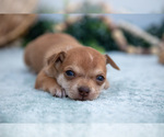 Small Photo #18 Chihuahua-Chorkie Mix Puppy For Sale in FREDERICKTOWN, OH, USA