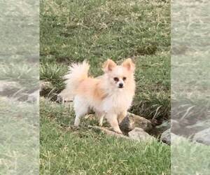 Pomeranian Puppy for sale in INDEPENDENCE, KY, USA