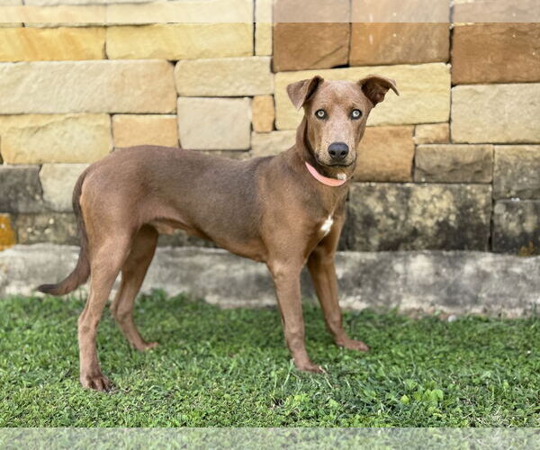 Medium Photo #4 Unknown-Weimaraner Mix Puppy For Sale in PIPE CREEK, TX, USA