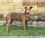 Small #3 Weimaraner Mix