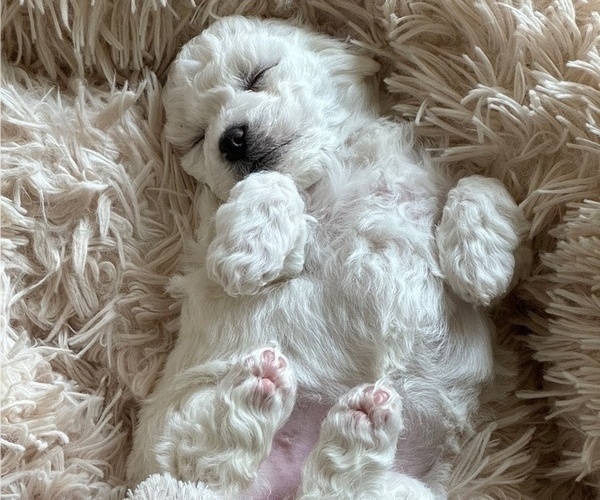 Medium Photo #2 Bichon Frise Puppy For Sale in TEHACHAPI, CA, USA