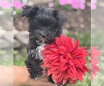 Small #6 Morkie