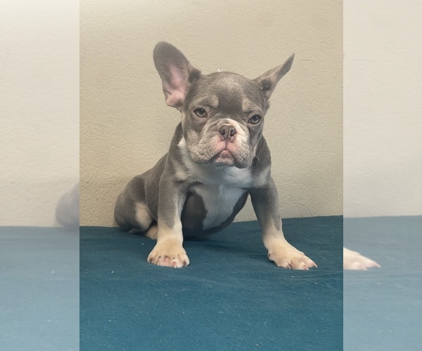Medium Photo #10 French Bulldog Puppy For Sale in ATLANTA, GA, USA