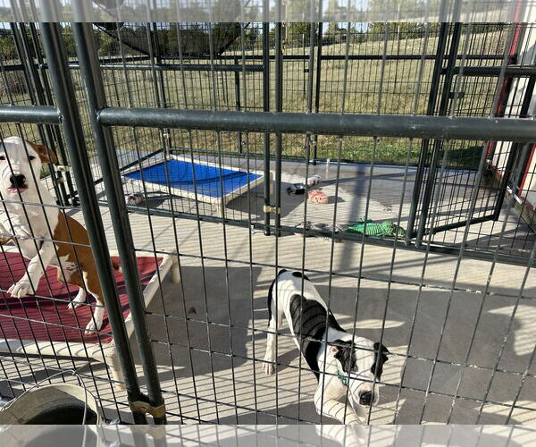 Medium Photo #2 Beagle-Unknown Mix Puppy For Sale in Stover, MO, USA