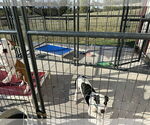 Small #1 Beagle Mix