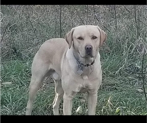 Father of the Labrador Retriever puppies born on 05/11/2025