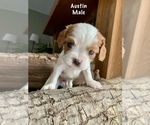 Puppy Austin Cavalier King Charles Spaniel