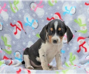 Beagle-Treeing Walker Coonhound Mix Puppy for sale in FREDERICKSBG, OH, USA