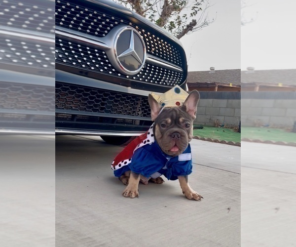 Medium Photo #9 French Bulldog Puppy For Sale in CORPUS CHRISTI, TX, USA