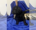Small Photo #39 Goldendoodle Puppy For Sale in DYERSBURG, TN, USA