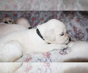 Medium English Cream Golden Retriever