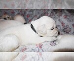 Puppy 1 English Cream Golden Retriever