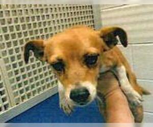 Chihuahua-Unknown Mix Dogs for adoption in San Martin, CA, USA