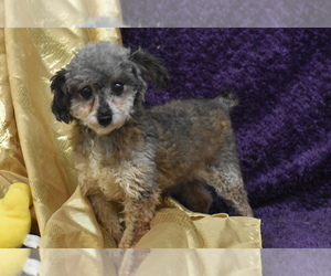 Poodle (Toy) Puppy for sale in ELDORADO, OH, USA