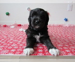 Puppy Fancy Saint Berdoodle
