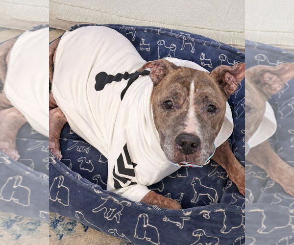 Medium Photo #2 American Pit Bull Terrier Puppy For Sale in Westminster, MA, USA