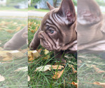 Small #2 French Bulldog