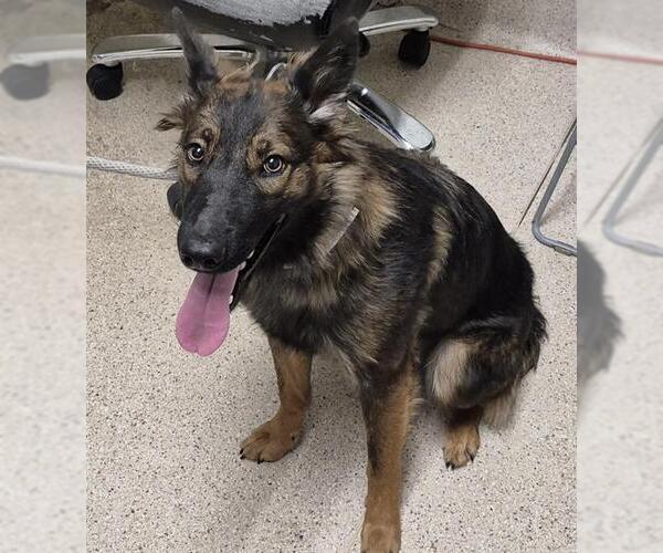 Medium Photo #1 German Shepherd Dog Puppy For Sale in Bakersfield, CA, USA