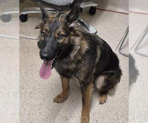 German Shepherd Dog Dogs for adoption in Bakersfield, CA, USA