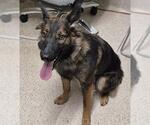 Small German Shepherd Dog